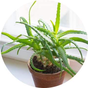 a photo of a potted aloe plant