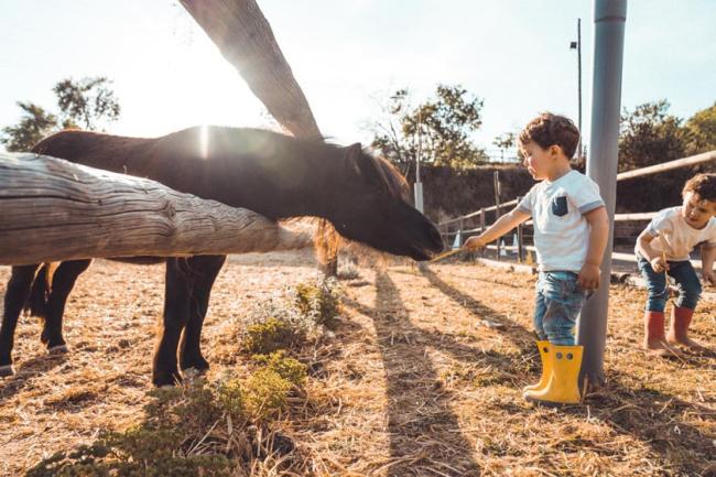 A young boy wearing yellow rain boots feeds a pony a straw of hay through the fence at a farm. 
