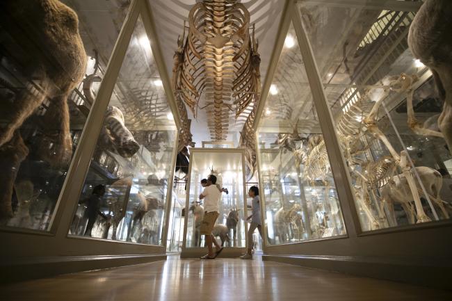 A grand view of one of the halls of the Harvard Museums, featuring large animal or dinosaur bone displays.